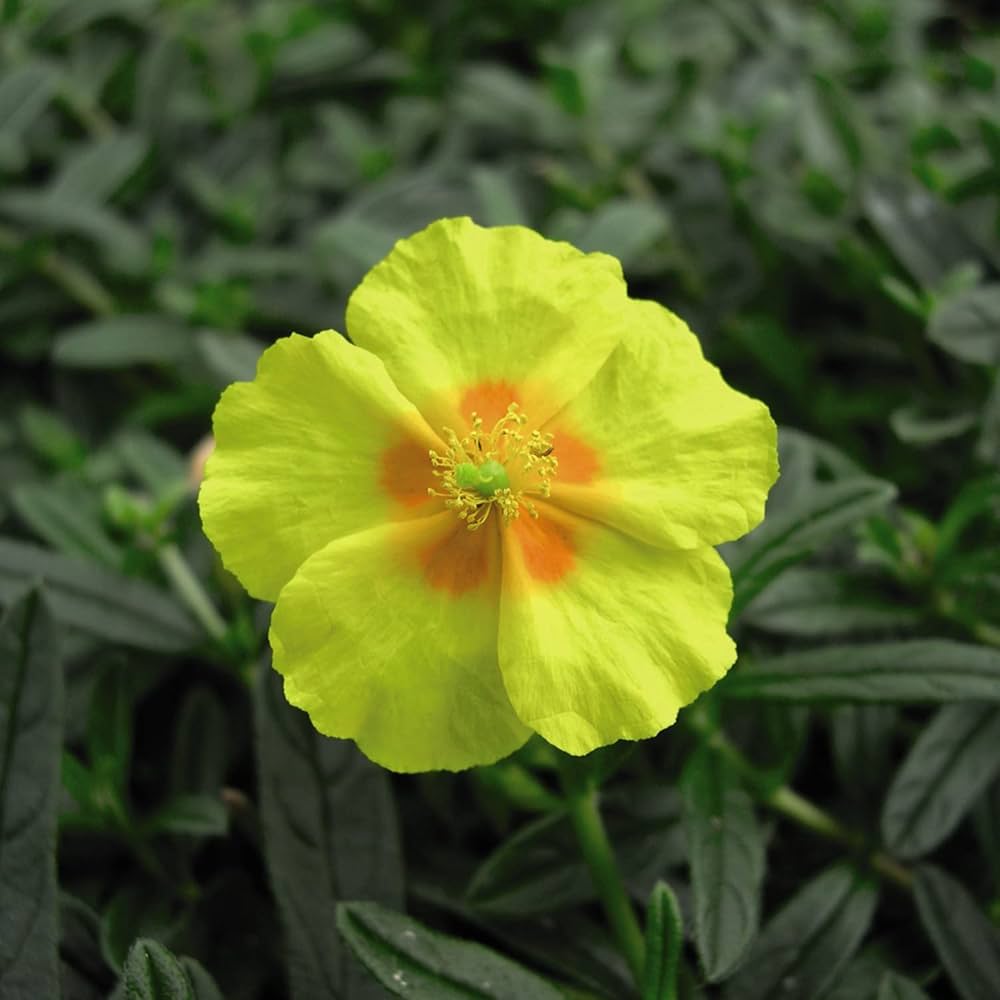 Helianthemum Helianthemum spp Flower Seeds for Planting in Flower Bed