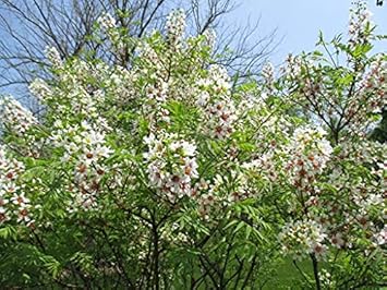 Yellowhorn Xanthoceras Sorbifolium Seeds for Planting - Sun Loving, Heirloom & GMO Free Seeds for Home Garden
Sale seeds for home garden