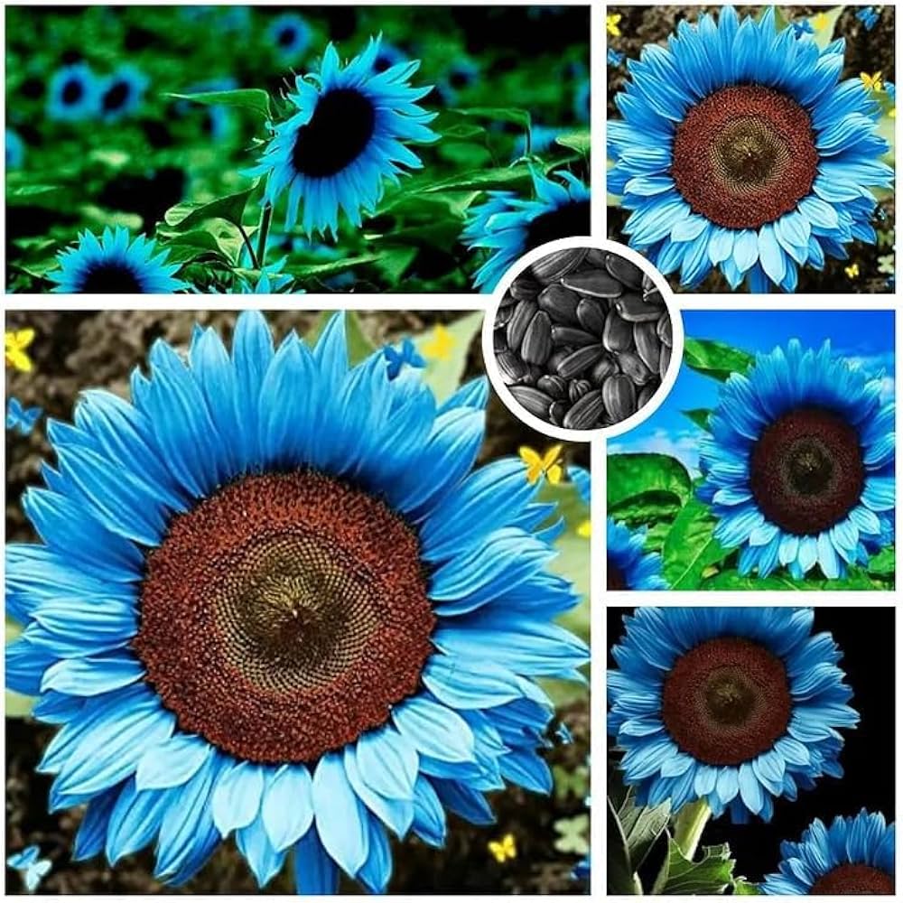 Sunflower Helianthus annuus Seeds for Planting
