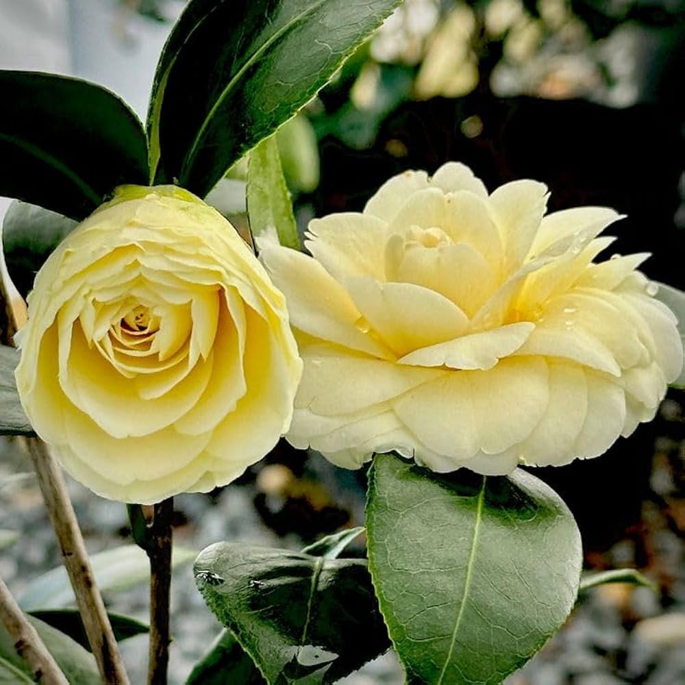 Light Green Camellia Flower Seeds for Planting Seasonal Bloomer Heirloom & GMO Free Seeds for Home Garden
Sale