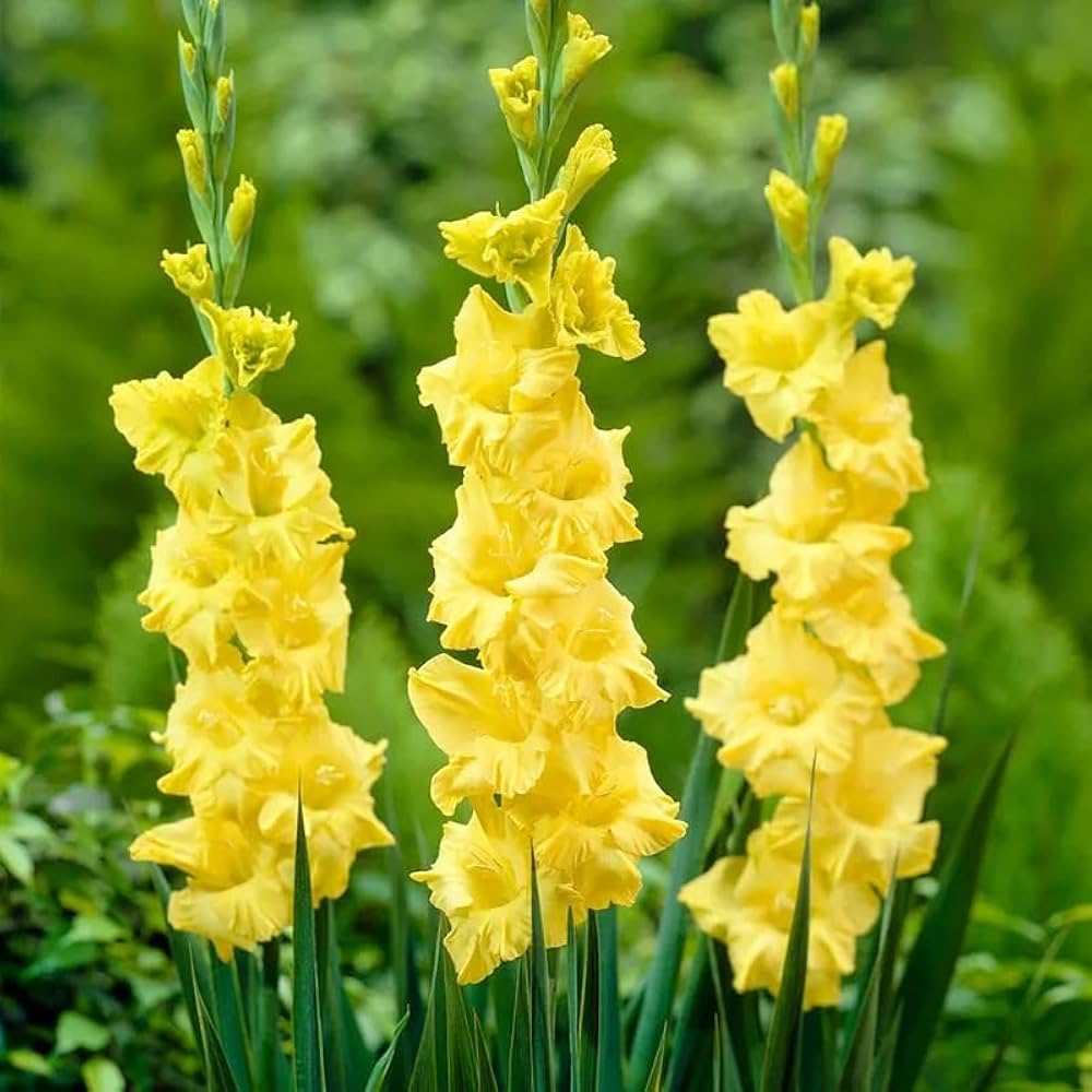 Yellow White Gladiolus Planting Seeds growing in home gardens, containers, raised beds, and outdoor landscapes