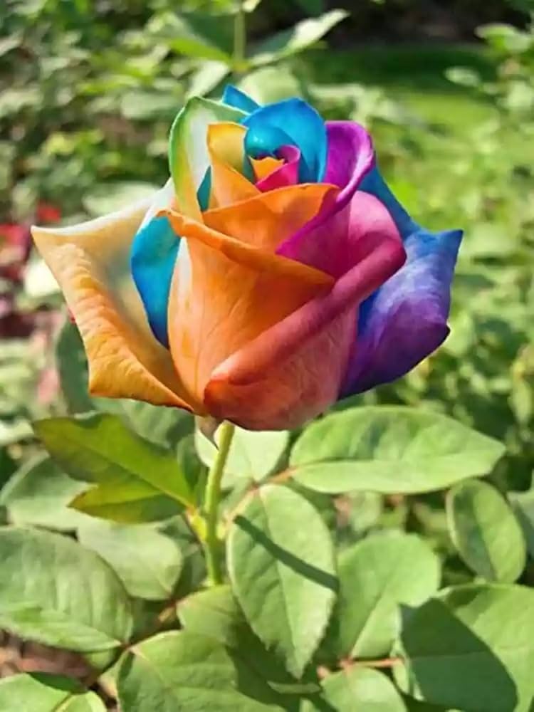 Rainbow Rose Rosa spp. Seeds for Planting - Perfect for Flower Bed & Urban Garden
