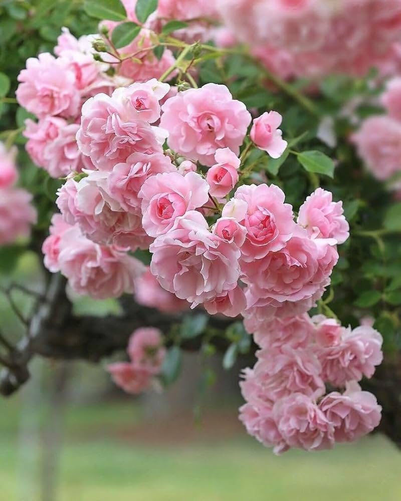 Light Pink Climbing Rose Seeds Flower seeds for Planting Fragrant Blossoms Heirloom & GMO Free Seeds for Home Garden