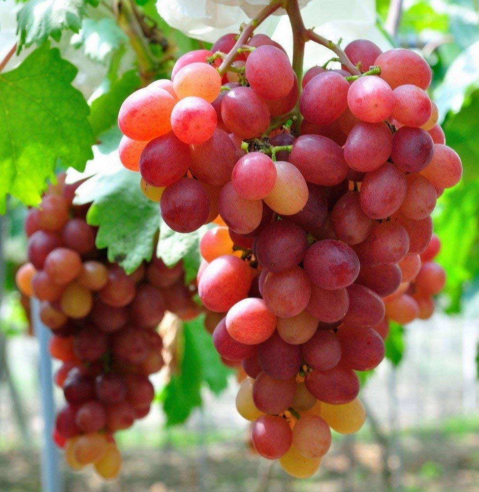 Miniature Grape Vine Bonsai Seeds Vitis vinifera for Planting in Bonsai Pot and Indoor Display