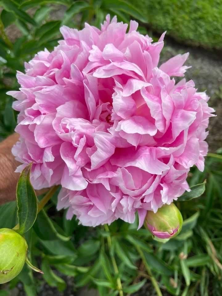 Peony Paeonia spp. Seeds for Planting - Great for Flower Bed & Urban Garden