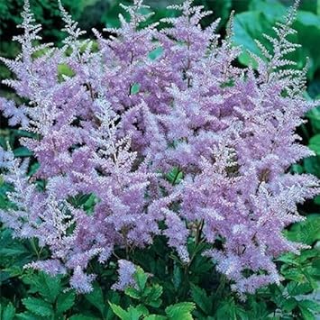 Lavender Astilbe Flower seeds for Planting Bright Blooms Heirloom & GMO Free Seeds for Home Garden
Sale for planting in home garden