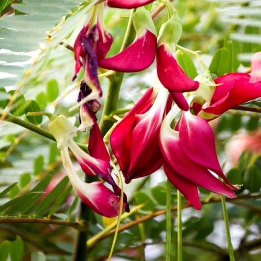 Agathosma Apiculata Seeds for Planting Agathosma apiculata for herb gardens and fragrant landscapes
