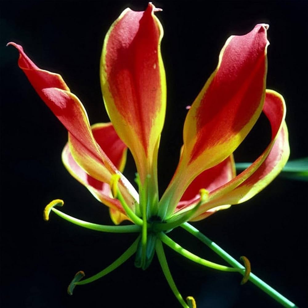 Garland Flame Lilium Lilium spp. Seeds for Planting - Ideal for Flower Bed & Urban Garden