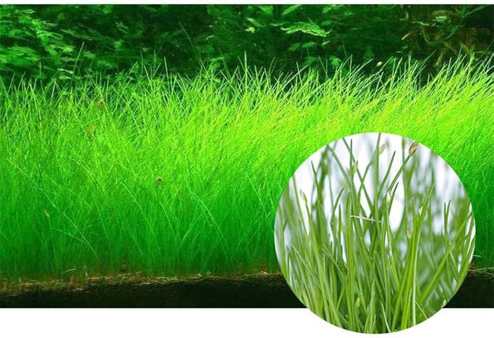 Aquarium Grass Seeds for Water Grasses and Aquatic Plant Gardens