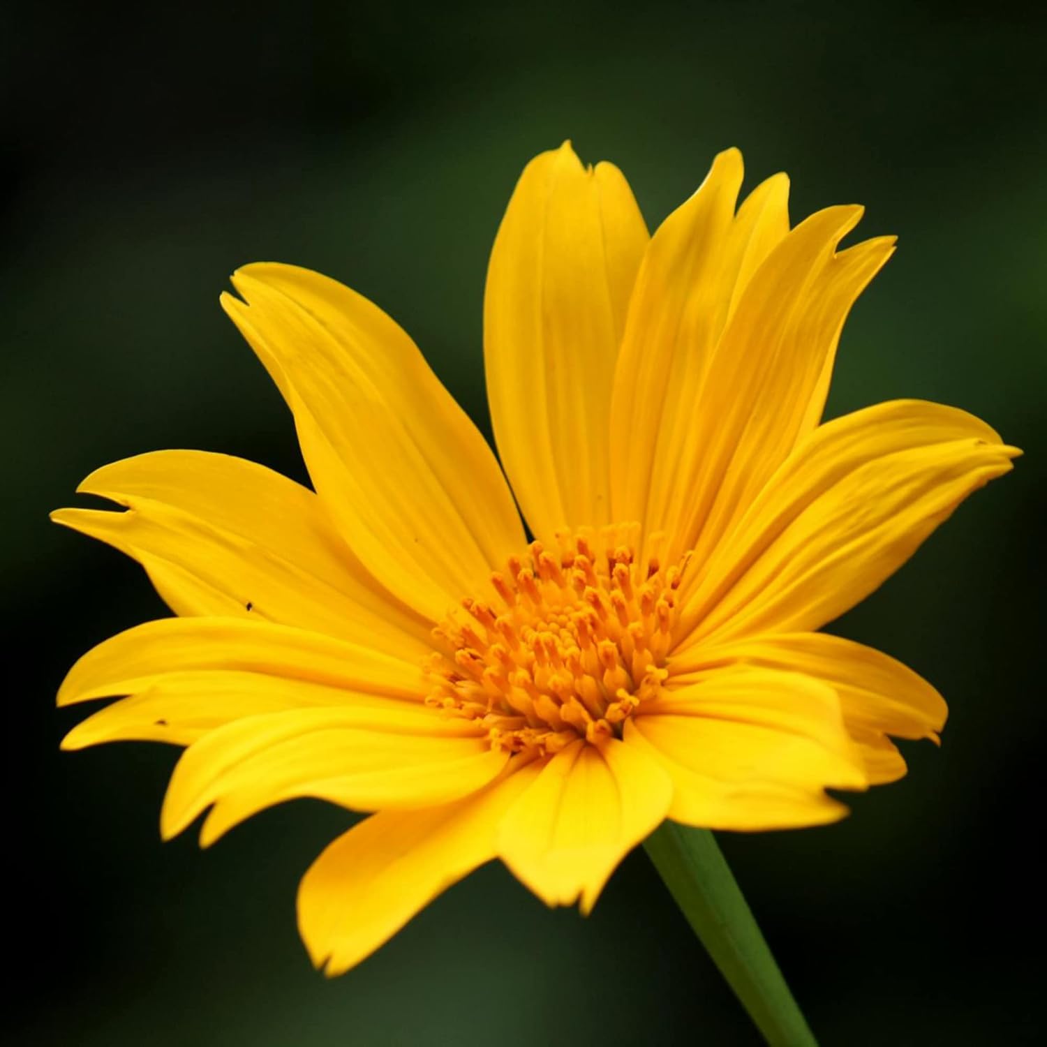 Yellow Mexican Sunflower Seeds Tithonia Diversifolia Perennial Attract Bees & Butterflies