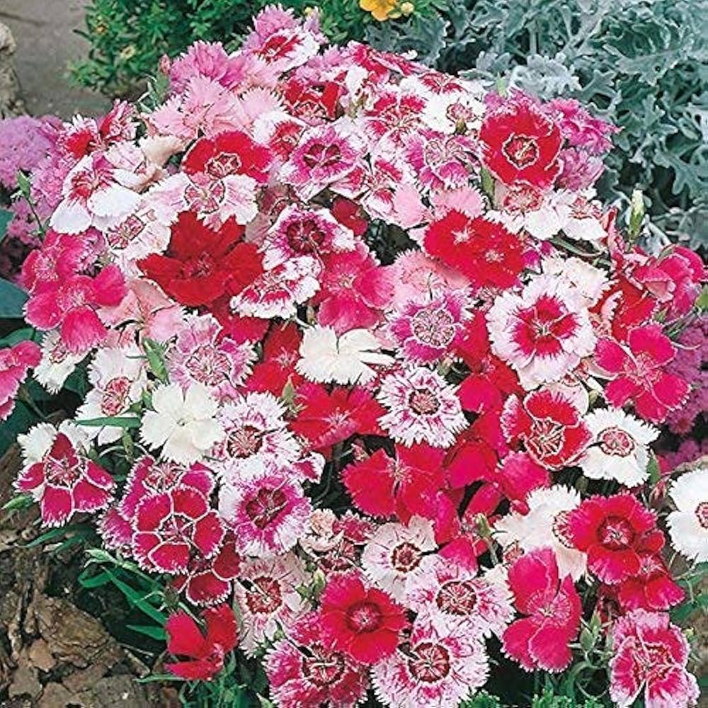 Dianthus Wee Willie Mix Seeds – Charming Perennial Dwarf Flower Variety