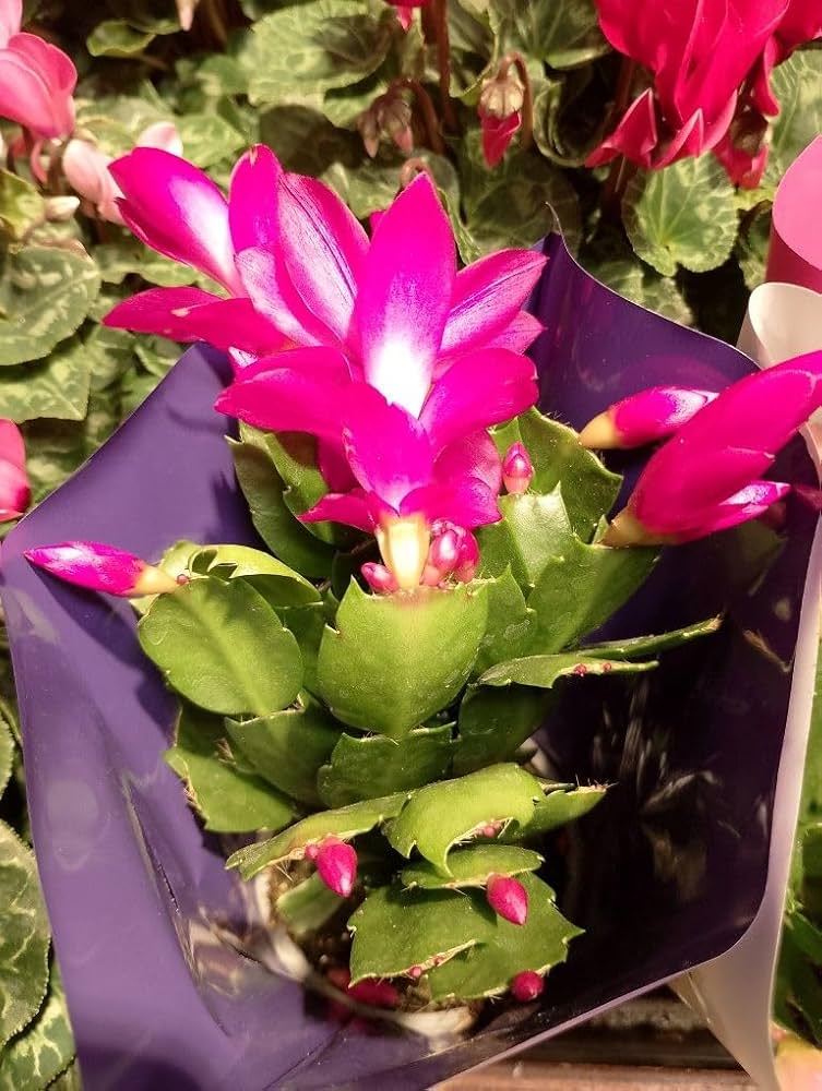 Purple Zygocactus Truncatus Flower seeds for Planting - Sun Loving, Heirloom & GMO Free Seeds for Home Garden