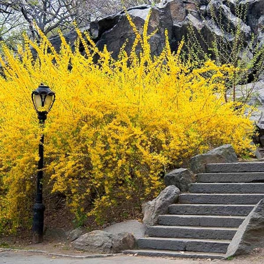 Forsythia Seeds for Planting Forsythia spp. for early spring gardens and hedges