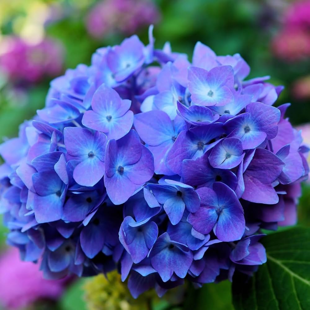 Blue,Pink,Purple Hydrangea Flower seeds for Planting - Shade Tolerant, Heirloom & GMO Free Seeds for Home Garden