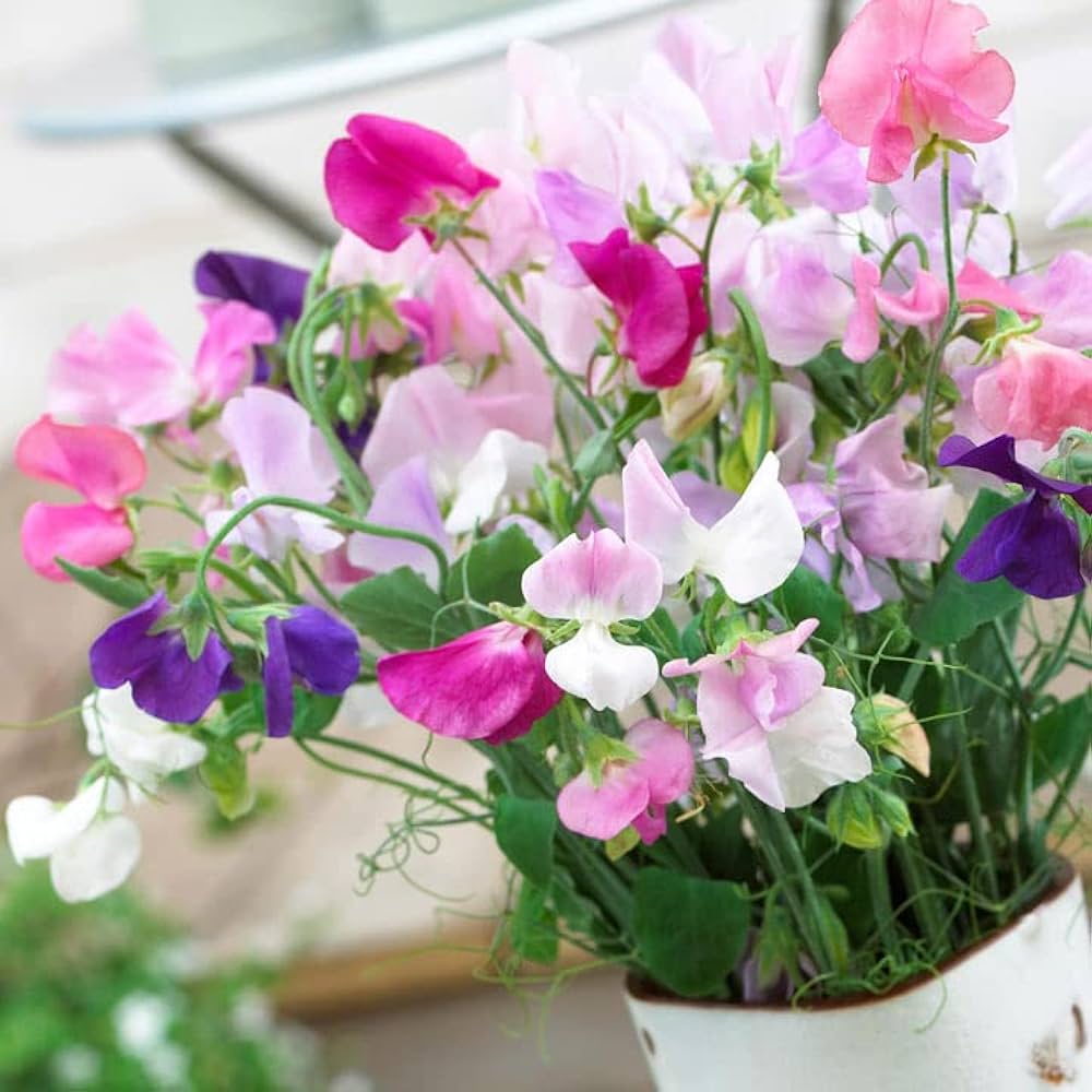 Sweet Pea Lathyrus odoratus Knee High Mixed Flower Seeds for Planting in Flower Bed