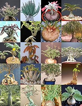 Mixed Caudex Flower seeds blooming in flower beds, containers, borders, and pollinator-friendly gardens