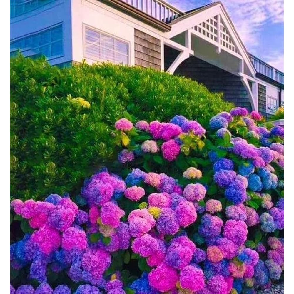 Blue,Pink,Purple Hydrangea Flower seeds for Planting - Shade Tolerant, Heirloom & GMO Free Seeds for Home Garden