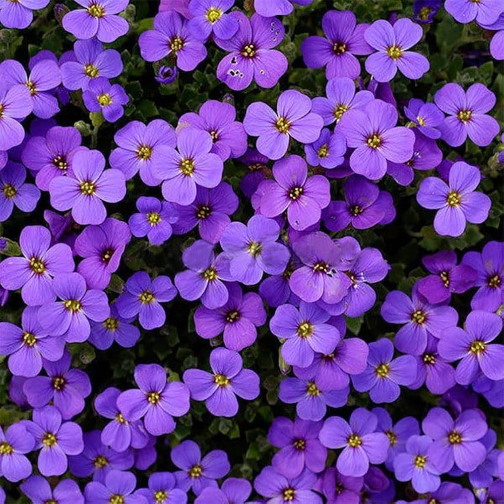 Purple Aubrieta Rock Cascade Seeds, Heirloom Non-GMO Flowers for Long Bloom Garden Planting
Sale seeds for home garden