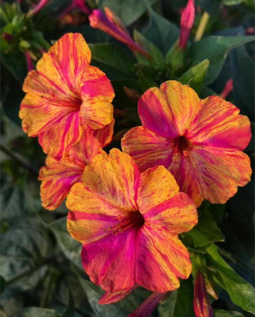 Yellow Red Mirabilis Flower Seeds Flower seeds for Planting Pollinator Friendly Heirloom & GMO Free Seeds for Home Garden
Sale for planting in home garden