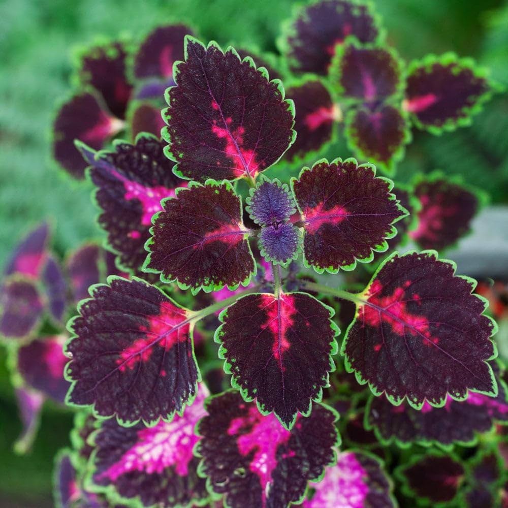Coleus Flower seeds for Planting, Seasonal Bloomer Heirloom & GMO Free Seeds for Home Garden Sale