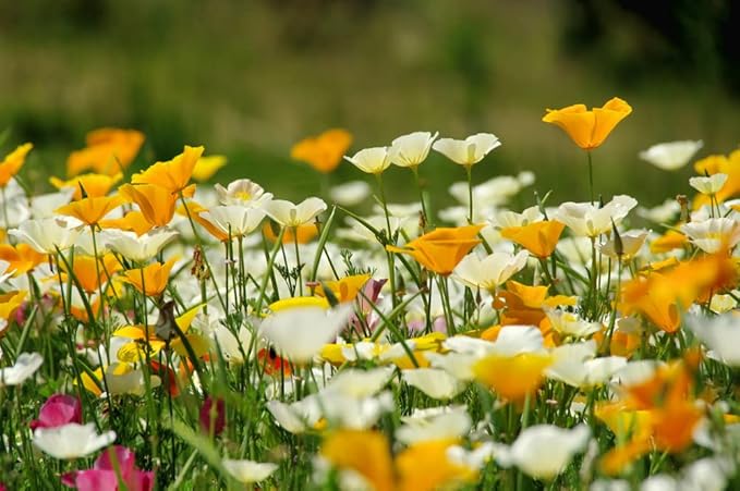Ballerina Mix Poppy Seeds for Elegant, Colorful Poppy Flowers