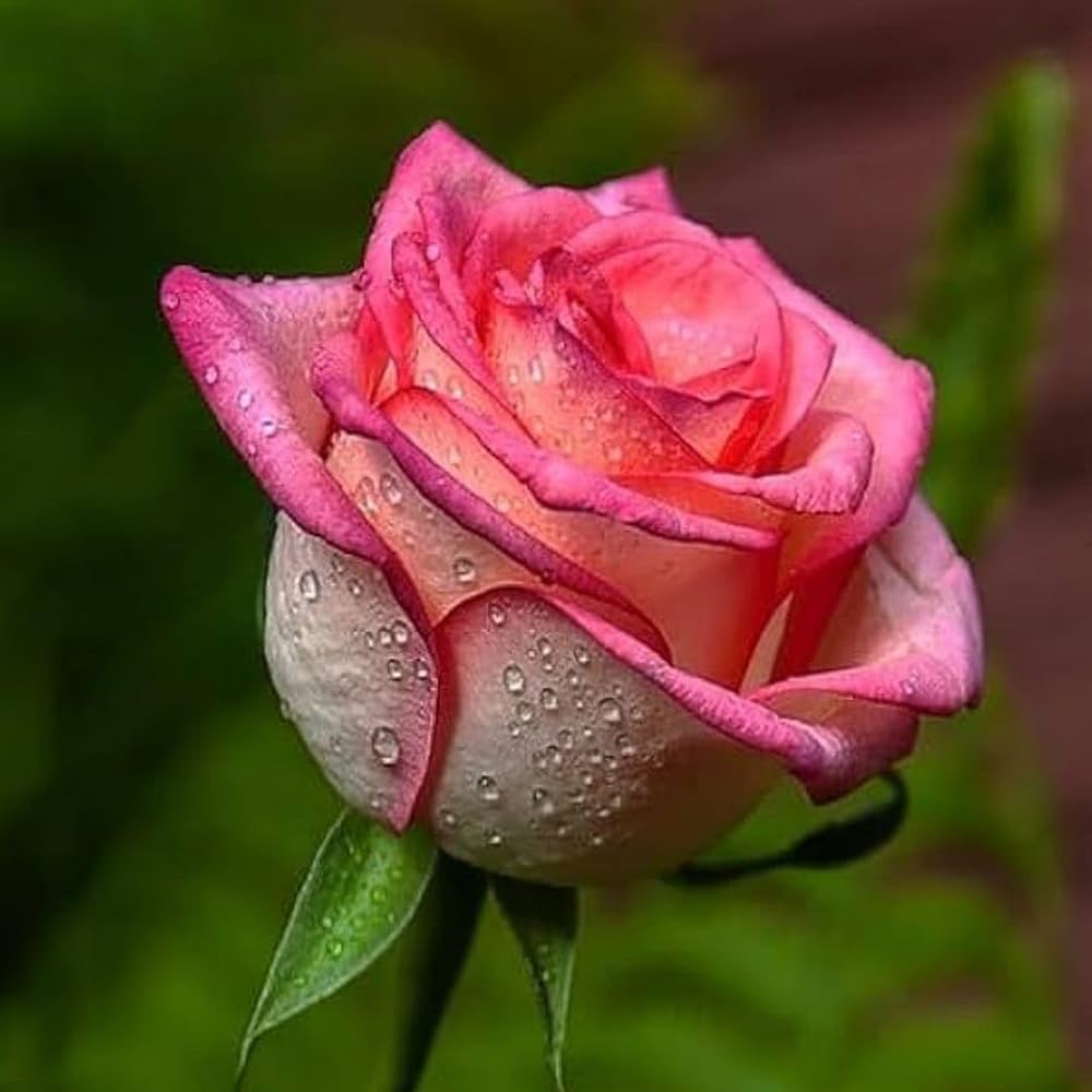 Dark Pink Rose Flower Seeds Compact Growth Heirloom & GMO Free Seeds for Home Garden
Sale
