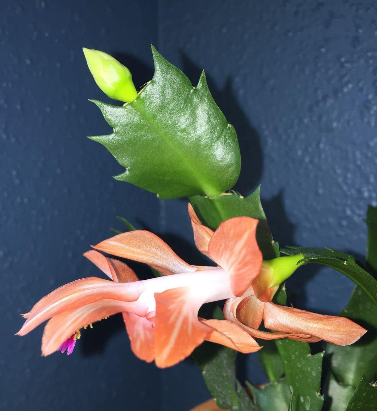 Schlumbergera Peach Flower seeds for Planting - Shade Tolerant, Heirloom & GMO Free Seeds for Home Garden
Sale for planting in home garden.