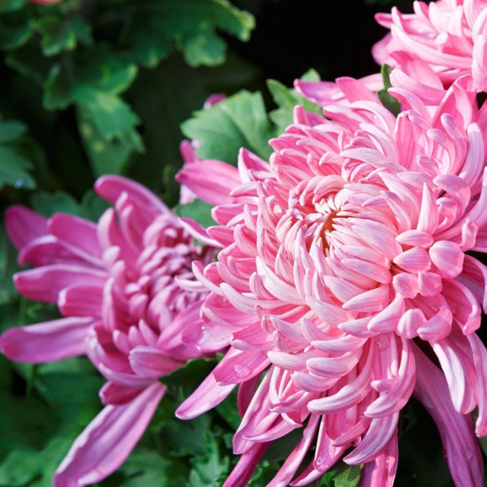 Japan Spider Chrysanthemum Flower Seeds