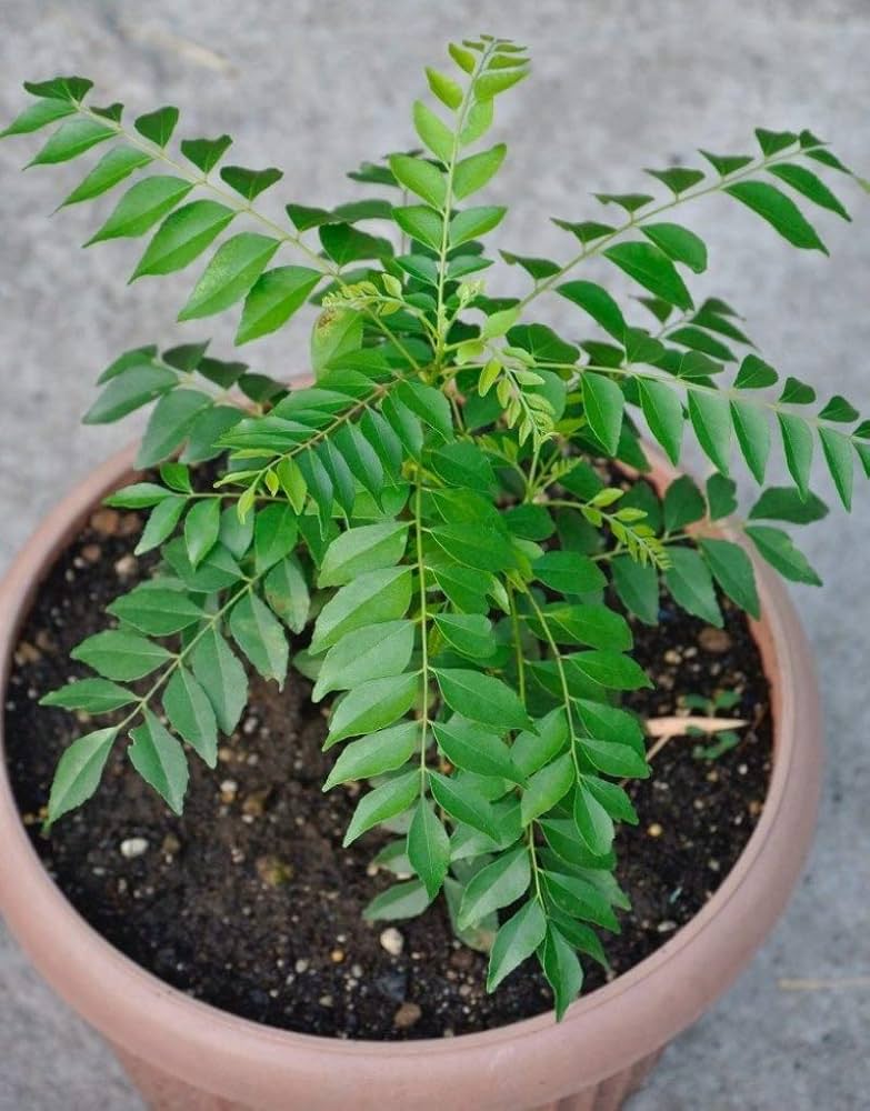 Curry Leaf Murraya Koenigii Seeds for Planting