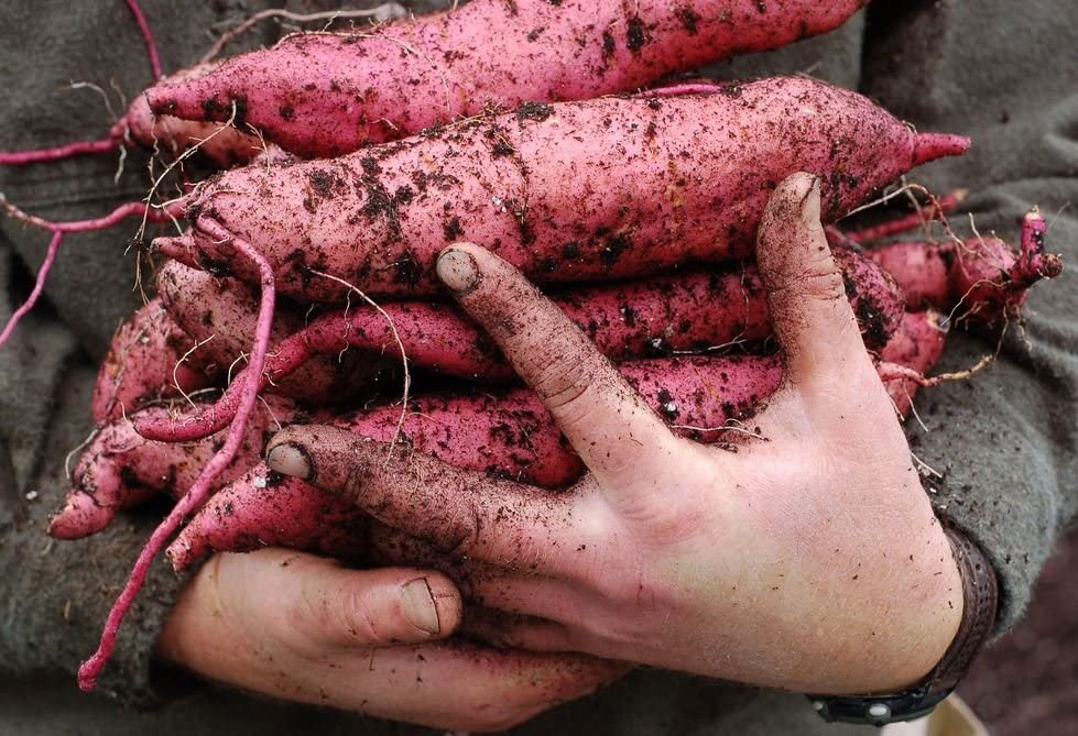 Sweet Potato Vegetable Seeds Ipomoea batatas for Planting in Vegetable Patch