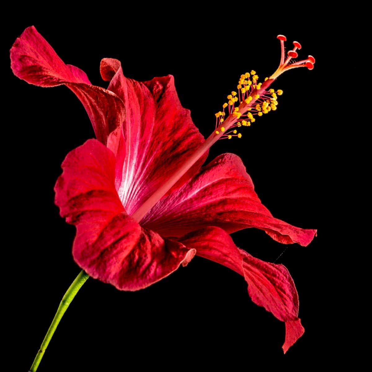 Hibiscus Flower seeds blooming in flower beds, containers, borders, and pollinator-friendly gardens
