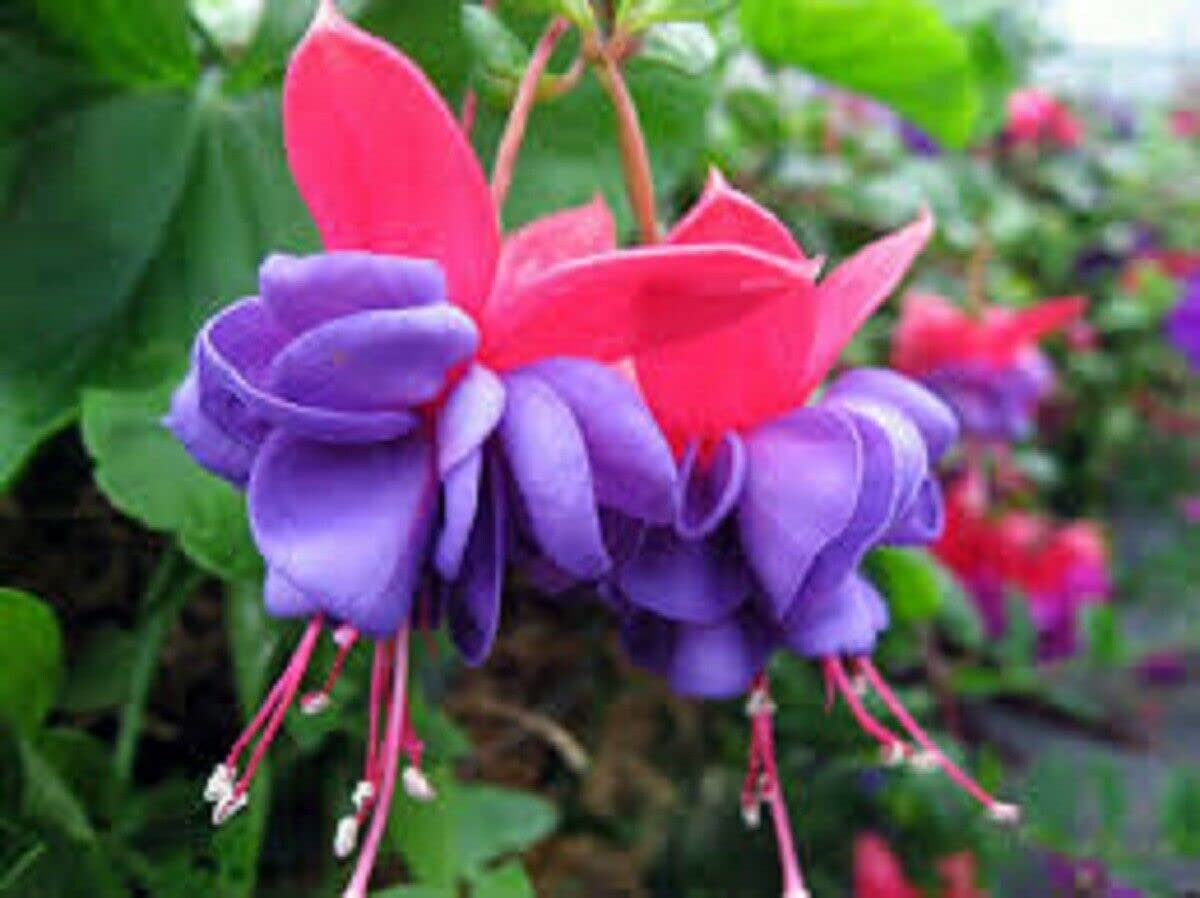 Blue Red Fuchsia Flower seeds for Planting Wildflower Mix Heirloom & GMO Free Seeds for Home Garden
Sale for planting in home garden