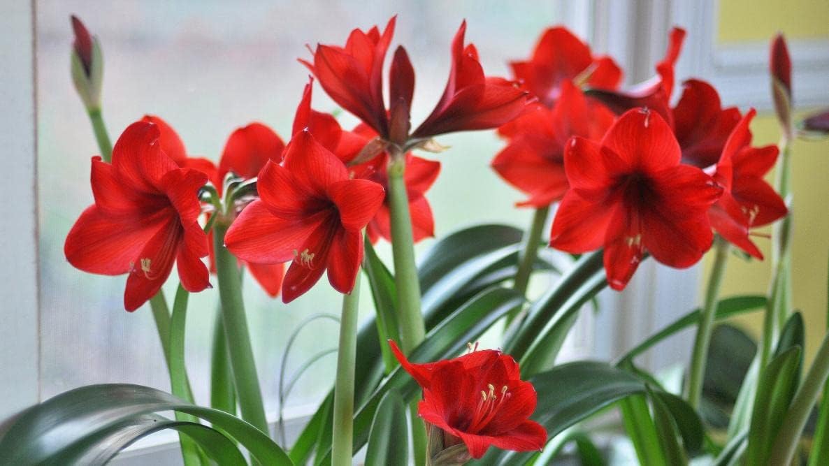 Amaryllis Flower seeds for Planting - Colorful Display, Heirloom & GMO Free Seeds for Home Garden
Sale seeds for home garden