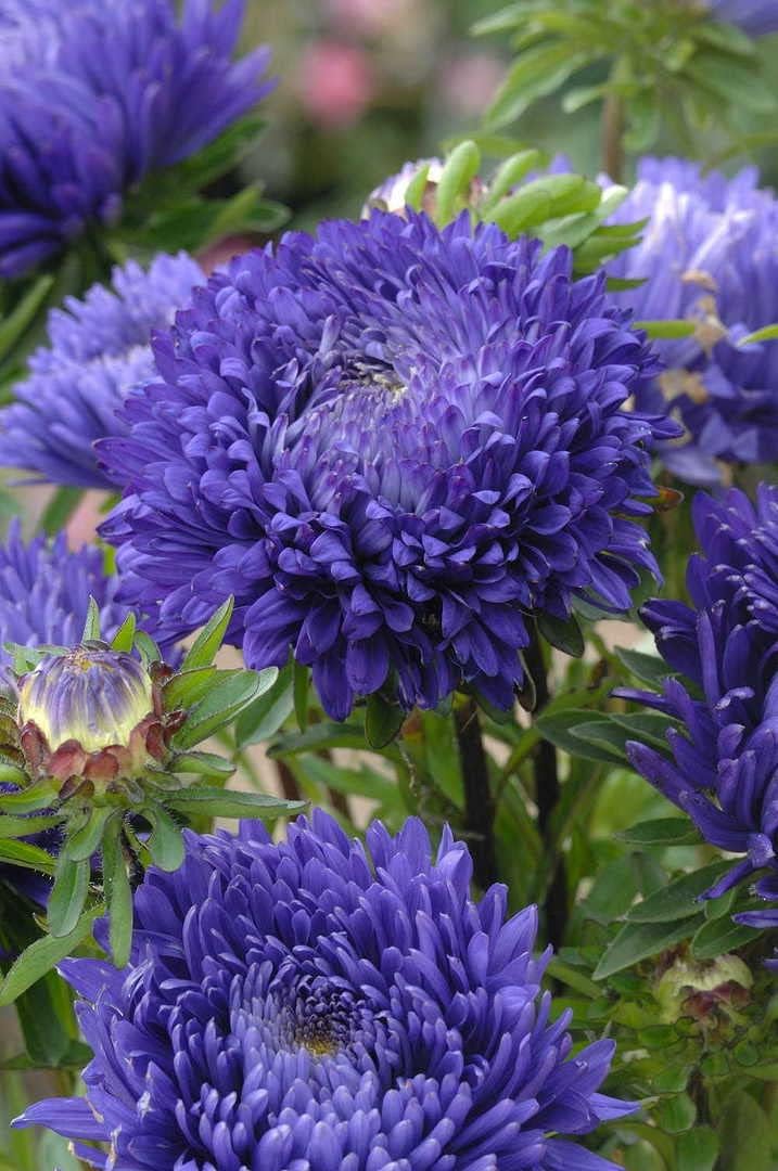Blue Callistephus Flower seeds for Planting Colorful Display Heirloom & GMO Free Seeds for Home Garden
Sale for planting in home garden