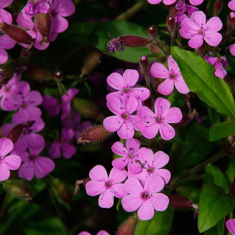 Saponaria Ocymoides Flower seeds for Planting Garden Favorite Heirloom & GMO Free Seeds for Home Garden