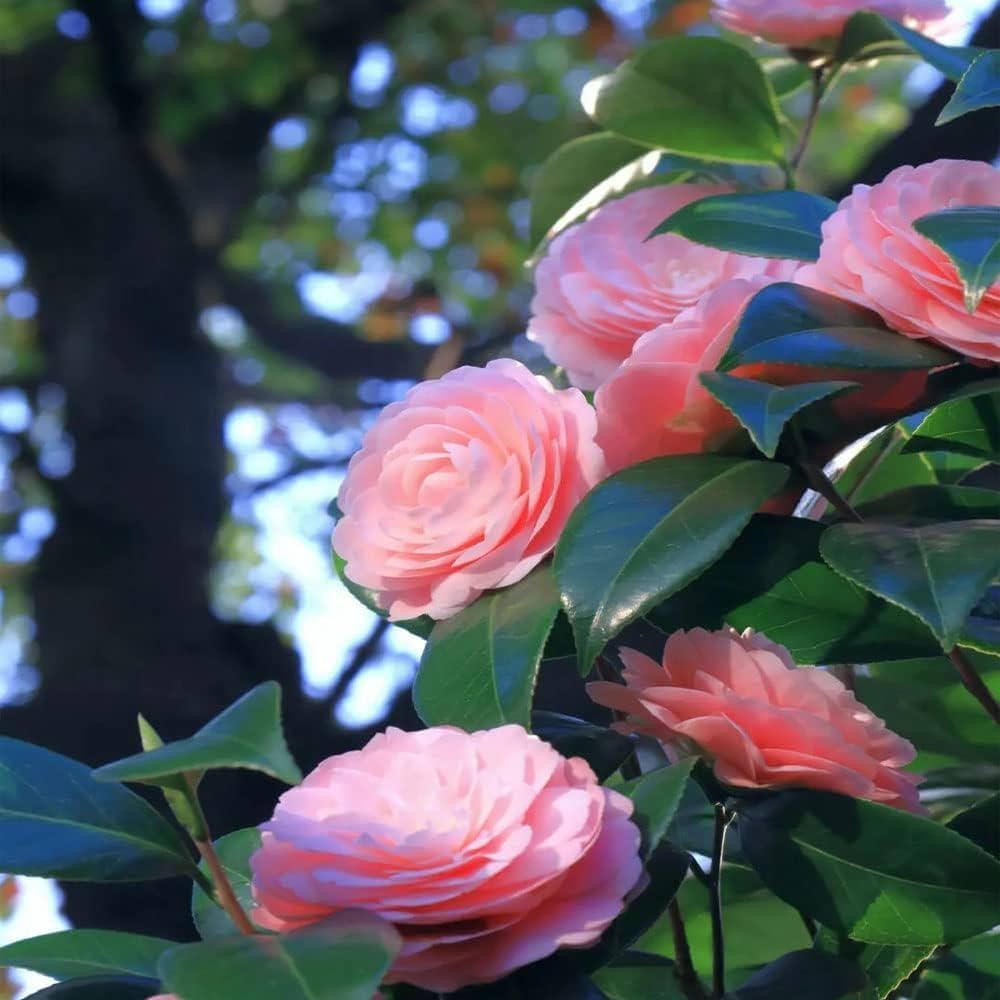 Camellia Flower seeds for Planting - Hardy Variety, Heirloom & GMO Free Seeds for Home Garden