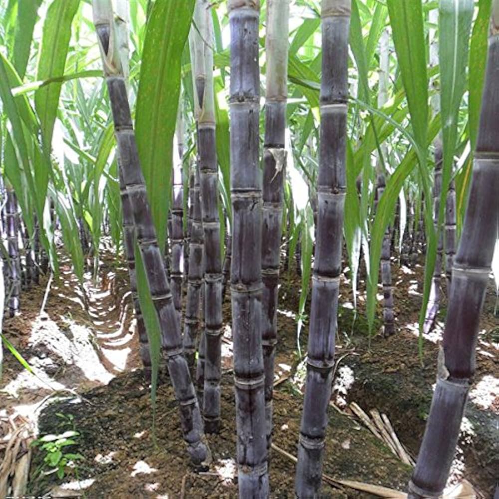 Sugarcane Seeds for Planting