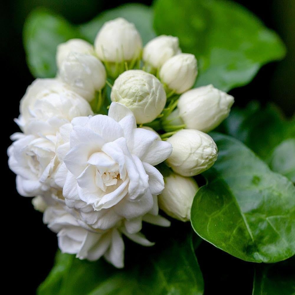 White Jasminoides Flower seeds for Planting - Garden Favorite, Heirloom & GMO Free Seeds for Home Garden