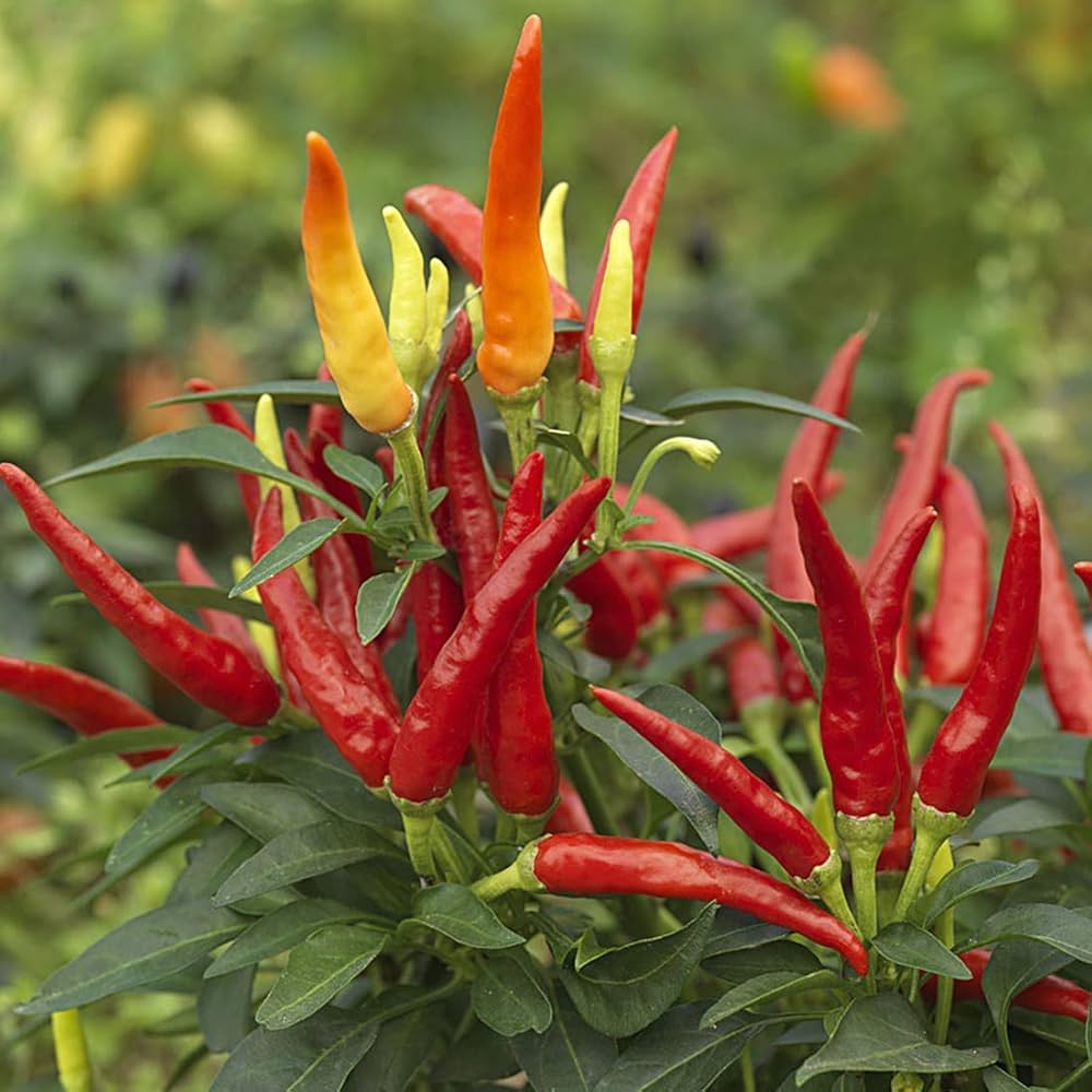 Red Hot Pepper Capsicum annuum for planting in patio pots