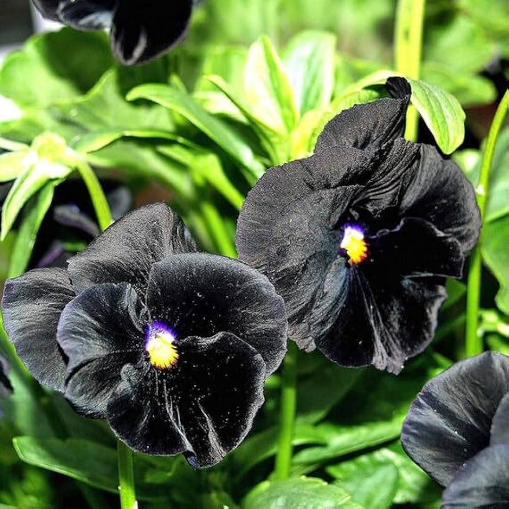 Black Pansy Flower Seeds Collection for Easy Planting