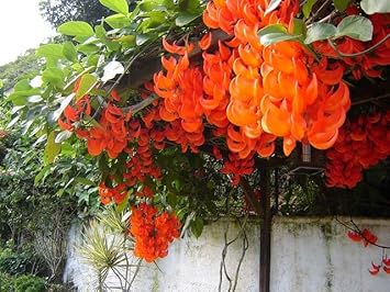 Light Orange Strongylodon Macrobotrys Seeds Flower seeds for Planting Vibrant Growth Heirloom & GMO Free Seeds For Home Garden
Sale for planting in home garden
