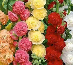 Mixed Hollyhock Alcea spp for planting in flower bed