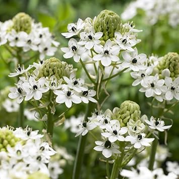 Ornithogalum Saundersiae Flower seeds for Planting Low Maintenance Heirloom & GMO Free Seeds for Home Garden
Sale for planting in home garden