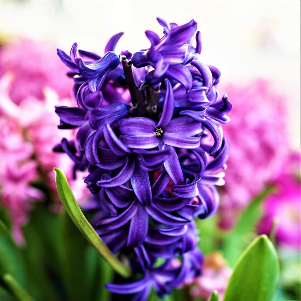 Hyacinth Purple Flower seeds for Planting - Compact Growth, Heirloom & GMO Free Seeds for Home Garden