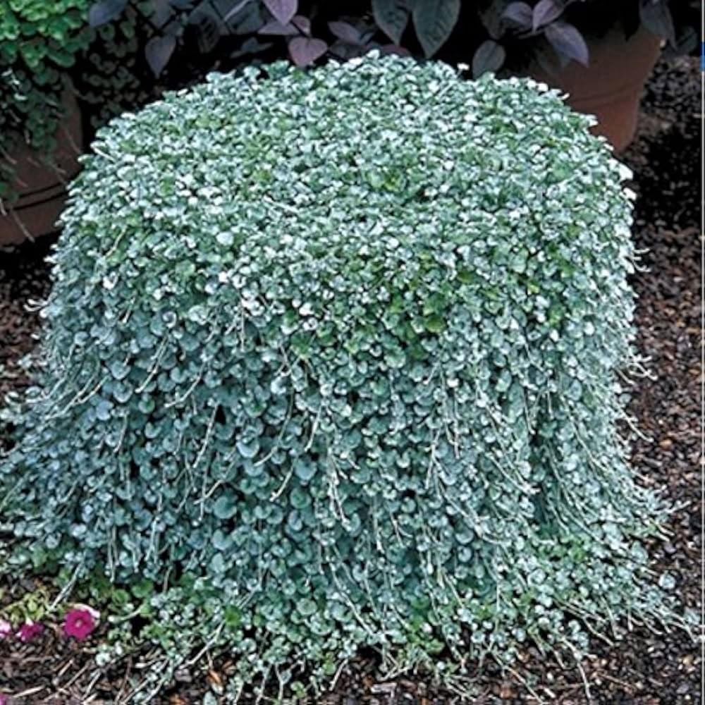 Dichondra Repens Grass Seeds – Low-Growing, Ground Cover Grass for Lawns or Gardens