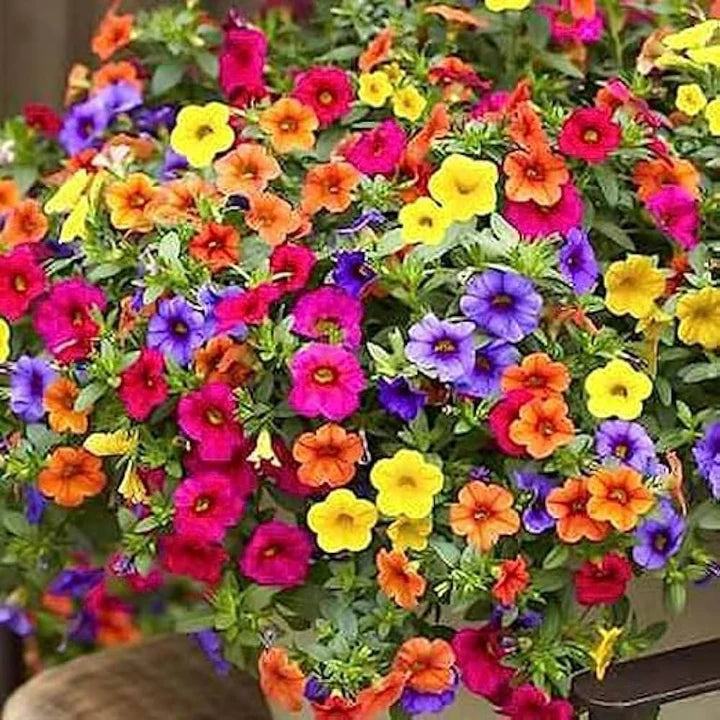 MultiColour Hanging Petunia Flower Seeds for Planting Heirloom NONGMO Easy to Grow Garden Blooms
Sale