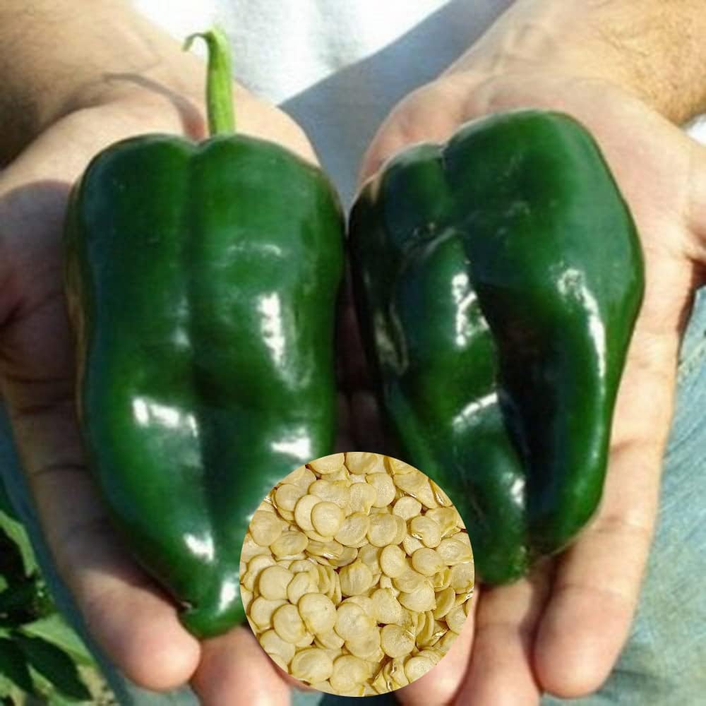 Poblano Pepper Capsicum annuum Seeds for Planting