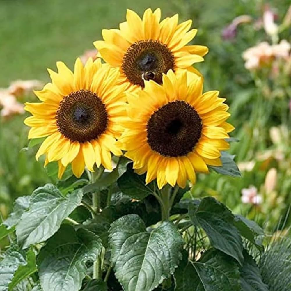 Yellow Hybrid Sunflower Seeds - Perfect for Planting