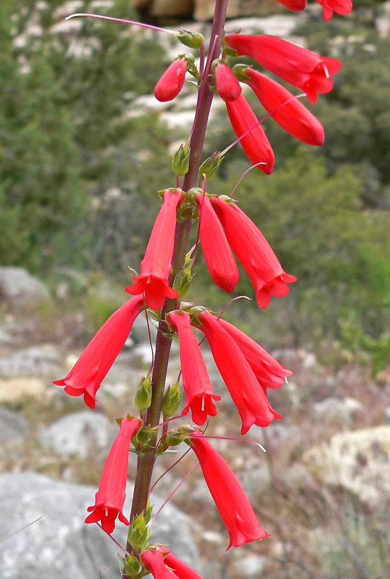 Heirloom Penstemon Eatonii Flower seeds blooming in flower beds, containers, borders, and pollinator-friendly gardens