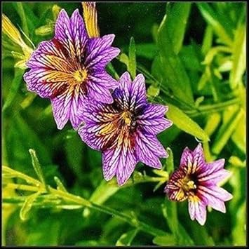 Purple Salpiglossis Flower seeds blooming in flower beds, containers, borders, and pollinator-friendly gardens